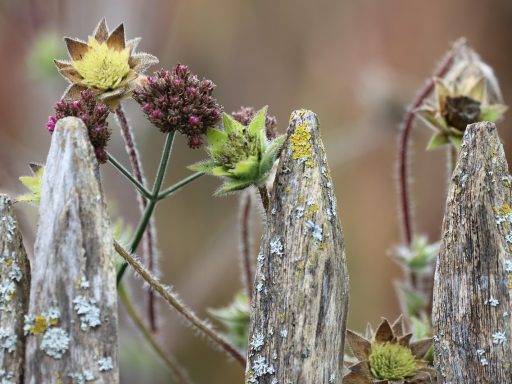 Kleurrijke herfstbloemen in een border met chrysanten, asters en sedum