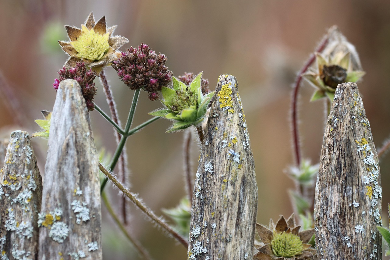 Kleurrijke herfstbloemen in een border met chrysanten, asters en sedum